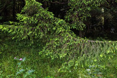 Baharda birçok ince dalları olan Norveç ladini.