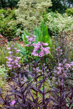 Penstemon Kara Kule 'nin çiçekleri yazın ilk bahçesinde düzgünce çiçek açıyor..