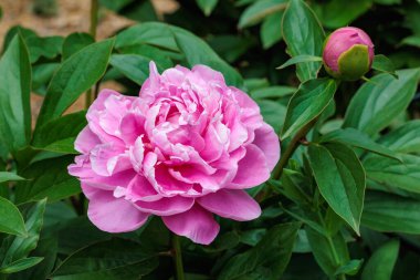 Bahçede açan güzel ve zarif pembe şakayık çiçeklerinin yakın çekimi..