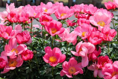 Bahçede açan güzel ve güzel pembe şakayıklar..