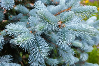 İlkbaharda ormandaki pikea pungenlerinin güzel yeni filizlerini kapatın..