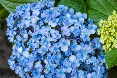 Güzel patlamış mısır ortancaları yazın başında bahçede çiçek açar..