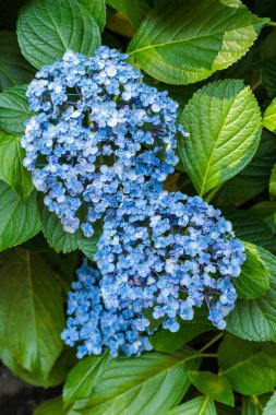 Güzel patlamış mısır ortancaları yazın başında bahçede çiçek açar..