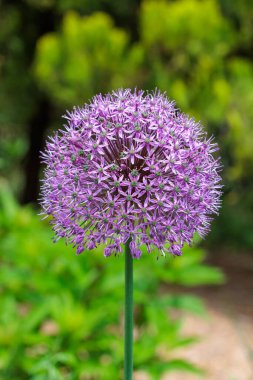 Küresel çiçekli Allium Mor Yağmur çiçeğinin yakın çekimi.