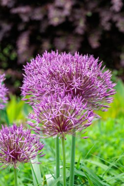 Küresel çiçekli Allium Mor Yağmur çiçeğinin yakın çekimi.