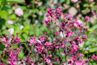 Yazın başında bahçede açan güzel kırmızı kamp çiçekleri..