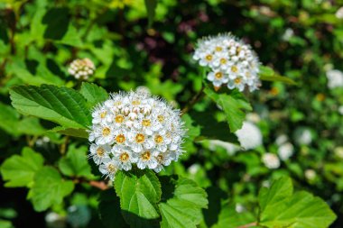 Bahar ormanlarında çiçek açan Reeves spirea çiçekleri.