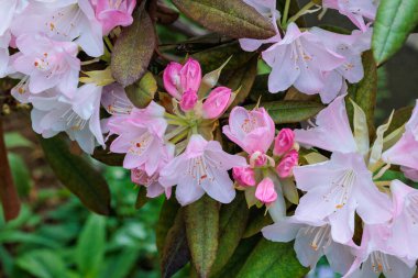Bahar orman parkında çiçek açan güzel pembe rhododendron çiçekleri.