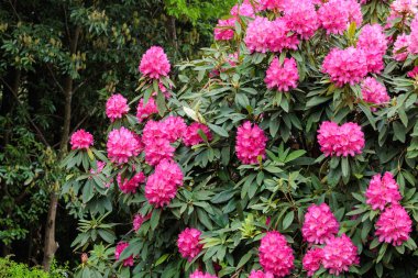 Bahar orman parkında çiçek açan güzel pembe rhododendron çiçekleri.