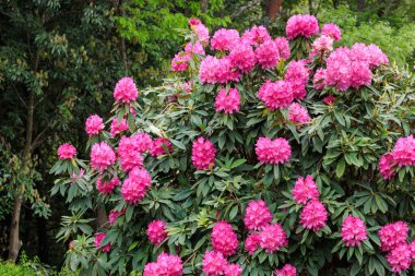 Bahar orman parkında çiçek açan güzel pembe rhododendron çiçekleri.