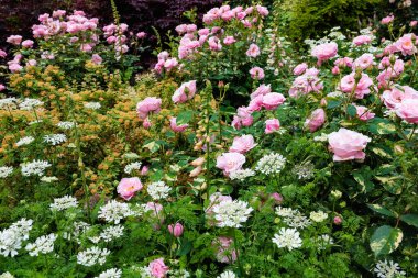 Güzel güller ve orlaya ihtişamlı çiçekleri yazın ilk bahçesinde çiçek açıyor..