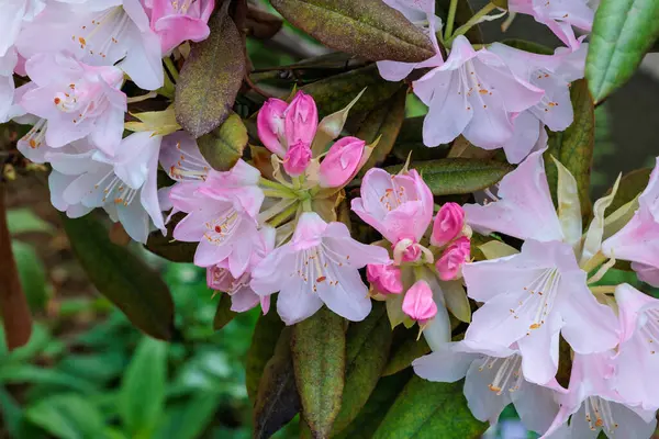 Bahar orman parkında çiçek açan güzel pembe rhododendron çiçekleri.