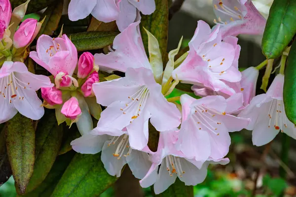 Bahar orman parkında çiçek açan güzel pembe rhododendron çiçekleri.