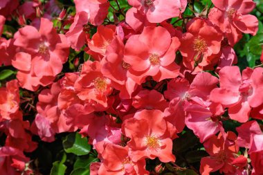 Izu 'daki gül bahçesinde açan güzel turuncu gül..