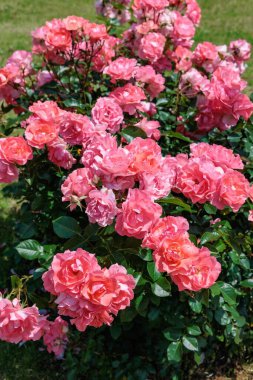 Izu 'daki gül bahçesinde açan güzel turuncu gül..