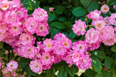 Izu 'da bir gül bahçesinde açan güzel pembe bir kupa..