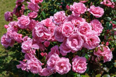 Izu 'daki gül bahçesinde açan güzel pembe güller..