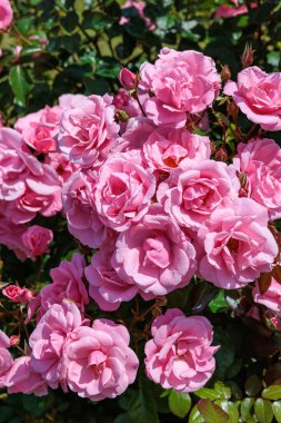 Izu 'daki gül bahçesinde açan güzel pembe güller..