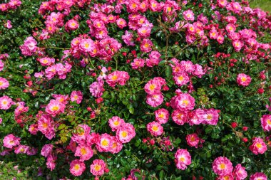 Güzel pembe peyzaj gülleri Izu 'daki gül bahçesinde çiçek açıyor..