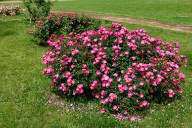 Güzel pembe peyzaj gülleri Izu 'daki gül bahçesinde çiçek açıyor..