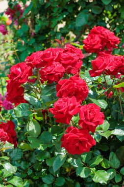 Gül bahçesinde açan güzel kırmızı güllerin manzarası.