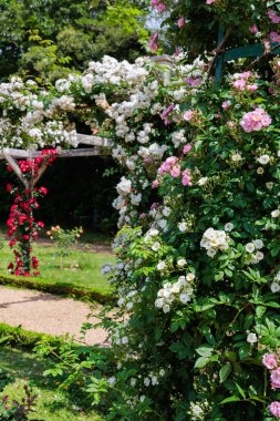 Izu 'da bir gül bahçesinde açan güzel beyaz gül çiçekleri..