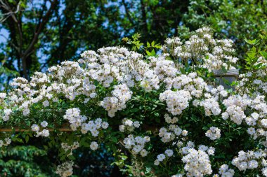 Izu 'da bir gül bahçesinde açan güzel beyaz gül çiçekleri..