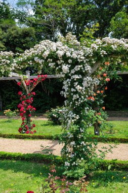 Izu 'da bir gül bahçesinde açan güzel beyaz gül çiçekleri..