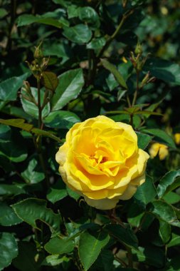 Izu 'da bir gül bahçesinde açan güzel sarı gül çiçeği..