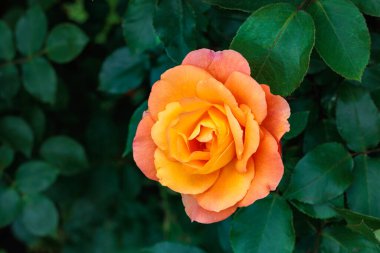 Nagano 'da bir bahçede açan güzel turuncu gül çiçekleri..