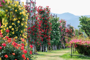 Nagano 'daki bahçede çiçek açan güllerin güzel manzarası..