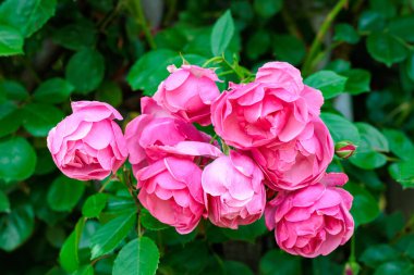 Nagano 'da bir bahçede çiçek açan güzel pembe bir kupa..