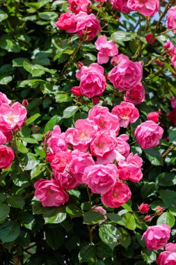 Nagano 'da bir bahçede çiçek açan güzel pembe bir kupa..