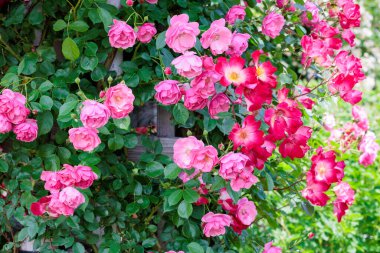Nagano 'da bir bahçede çiçek açan güzel pembe bir kupa..