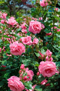 Nagano 'da bir bahçede açan güzel pembe gül çiçekleri..