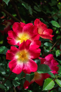 Nagano 'da bir bahçede açan güzel kırmızı güller..