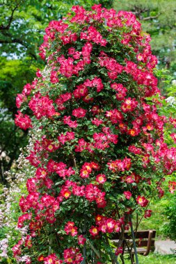 Nagano 'da bir bahçede çiçek açan güzel kırmızı kokteyle..