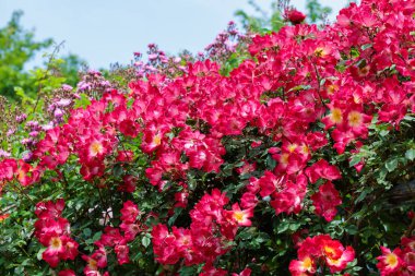 Nagano 'da bir bahçede açan güzel kırmızı güller..