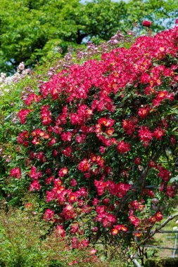 Nagano 'da bir bahçede açan güzel kırmızı güller..