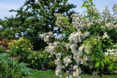 Güzel beyaz peyzaj gülleri Nagano 'daki bahçede çiçek açıyor..
