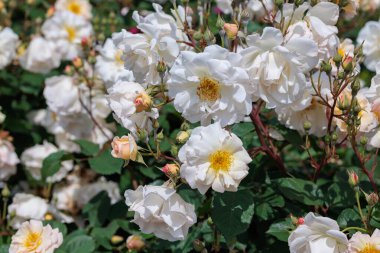 Güzel beyaz peyzaj gülleri Nagano 'daki bahçede çiçek açıyor..