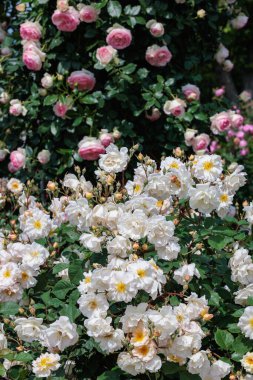 Güzel beyaz peyzaj gülleri Nagano 'daki bahçede çiçek açıyor..