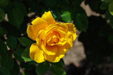 Nagano 'da bir bahçede açan güzel sarı gül çiçekleri..