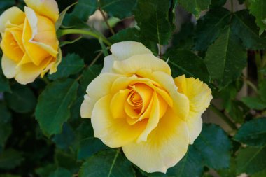 Nagano 'da bir bahçede açan güzel sarı gül çiçekleri..