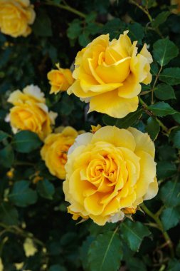 Nagano 'da bir bahçede açan güzel sarı gül çiçeği..