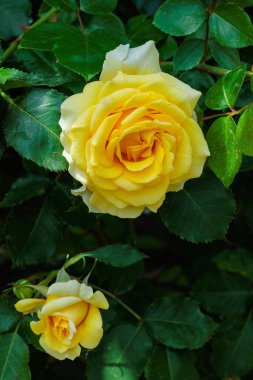 Nagano 'da bir bahçede açan güzel sarı gül çiçeği..