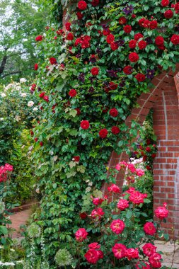 Gül bahçesinde açan güzel kırmızı güller ve klematis çiçekleri..