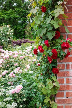 Gül bahçesindeki tuğla bir binada açan güzel kırmızı gül çiçekleri..