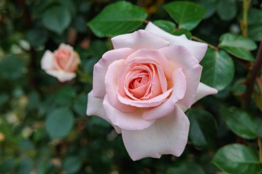 Gül bahçesinde açan güzel soluk pembe gül çiçekleri.