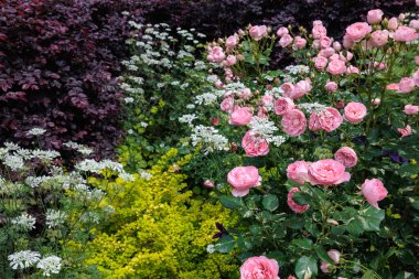 Güzel güller ve orlaya ihtişamlı çiçekleri yazın ilk bahçesinde çiçek açıyor..